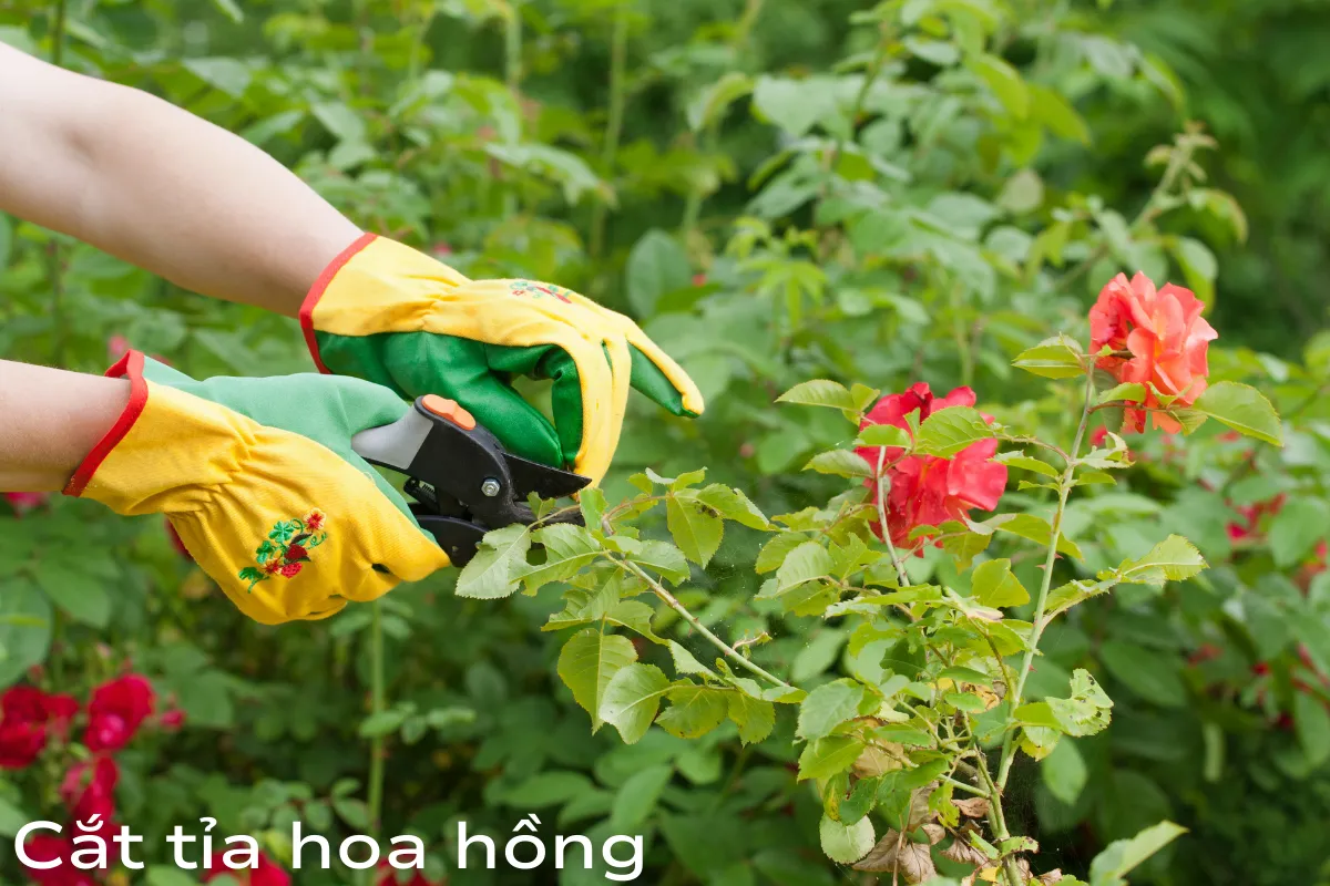 Cắt tỉa hoa hồng