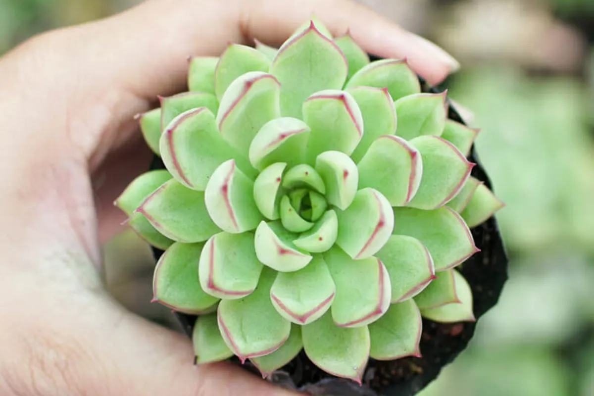 Người bạn dễ thương trong mọi không gian