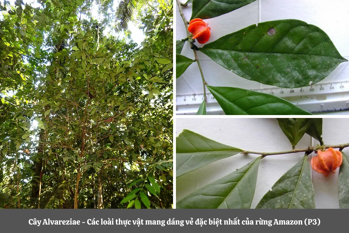 Cây Alvareziae - Các loài thực vật mang dáng vẻ đặc biệt nhất của rừng Amazon (P3)