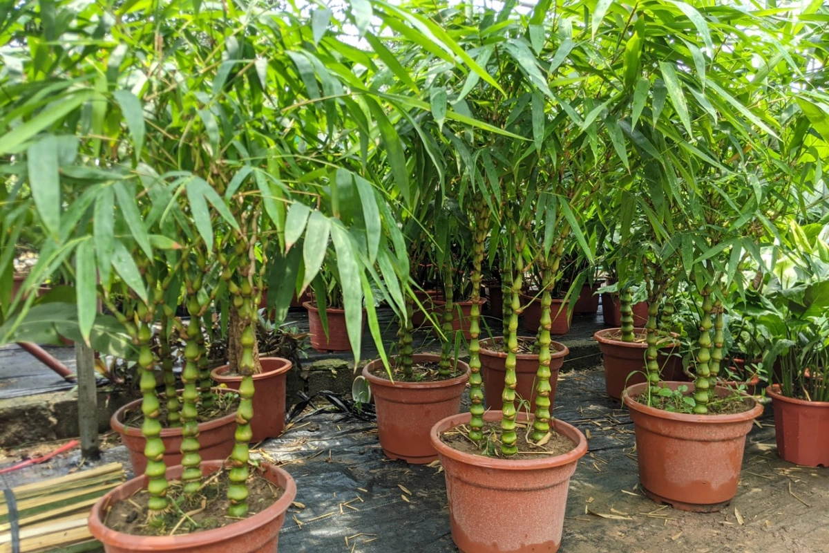 Trúc Quan Âm được ứng dụng nhiều trong đời sống