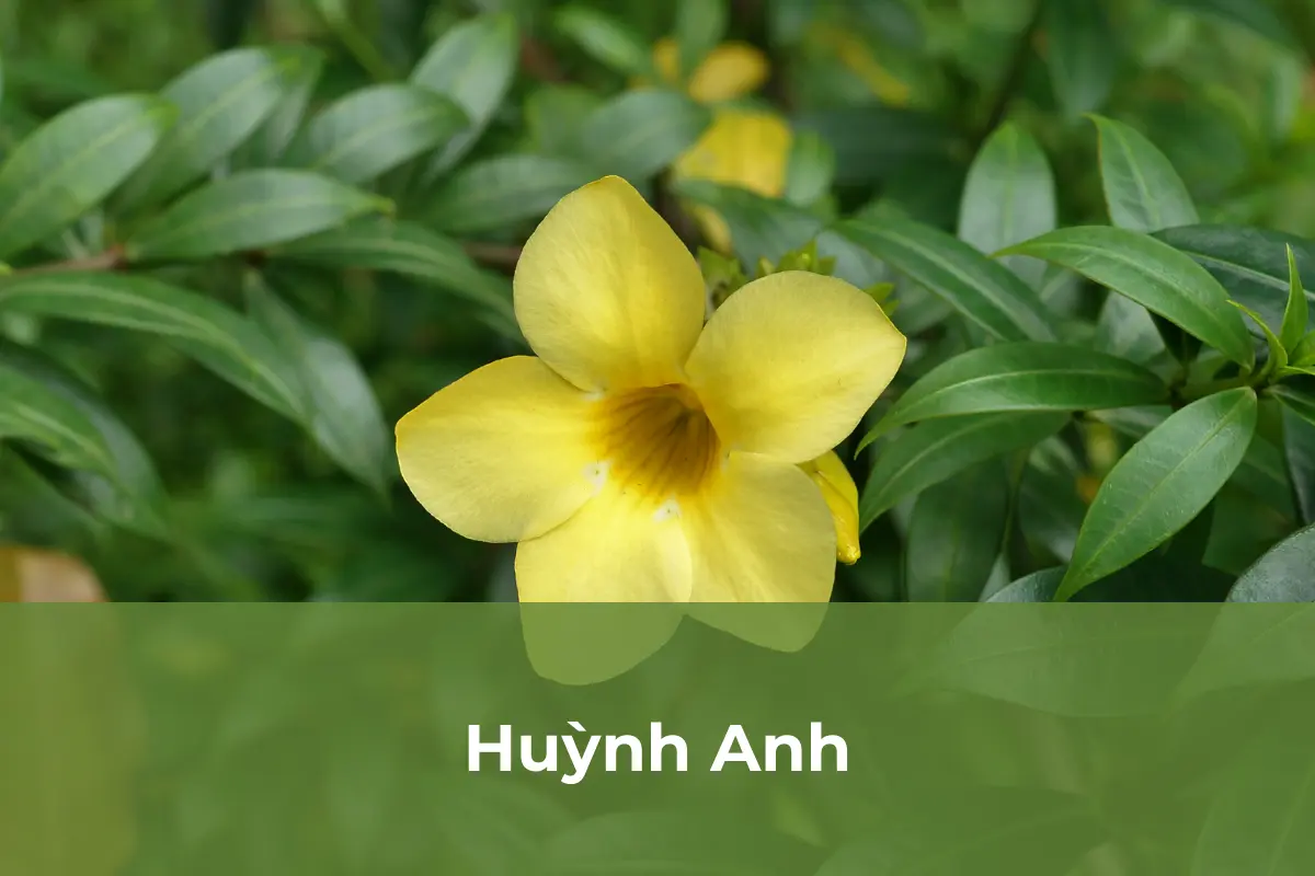 Huỳnh Anh tác động xấu đến hệ tiêu hóa của trẻ nhỏ
