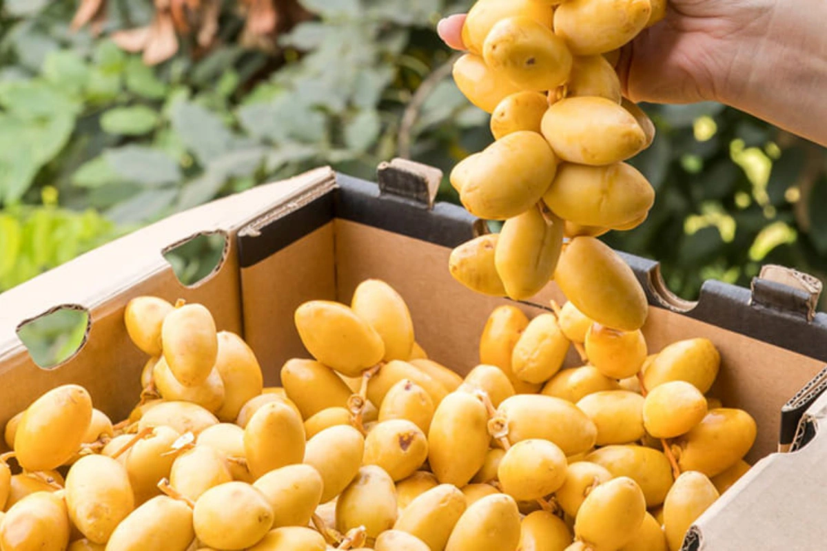 Quả chà là có một hồ sơ dinh dưỡng tuyệt vời
