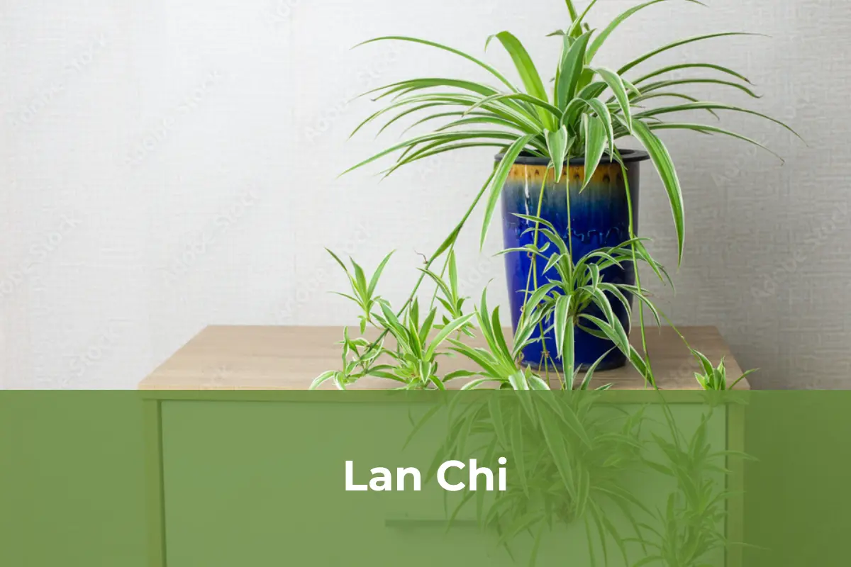 Lan Chi - Cây cảnh an toàn số 1