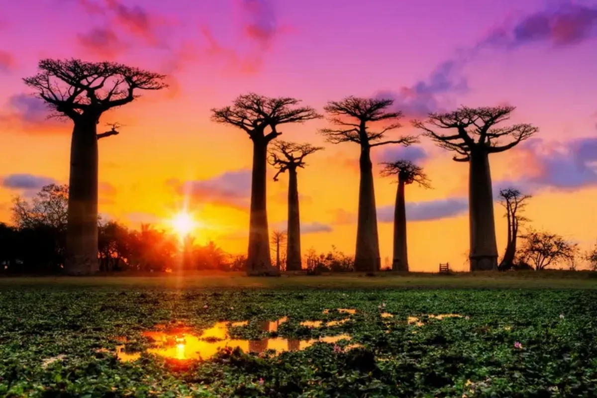Cây Baobab - Các loài thực vật mang dáng vẻ đặc biệt nhất của rừng Amazon (P4)