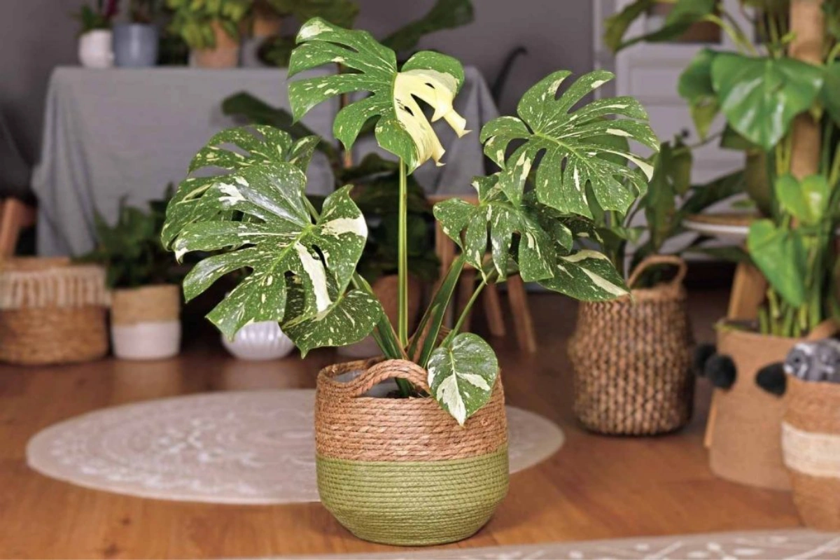 Monstera Deliciosa Thai Constellation