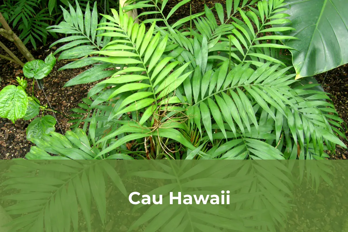 Cau Hawaii - Cây cảnh an toàn số 3