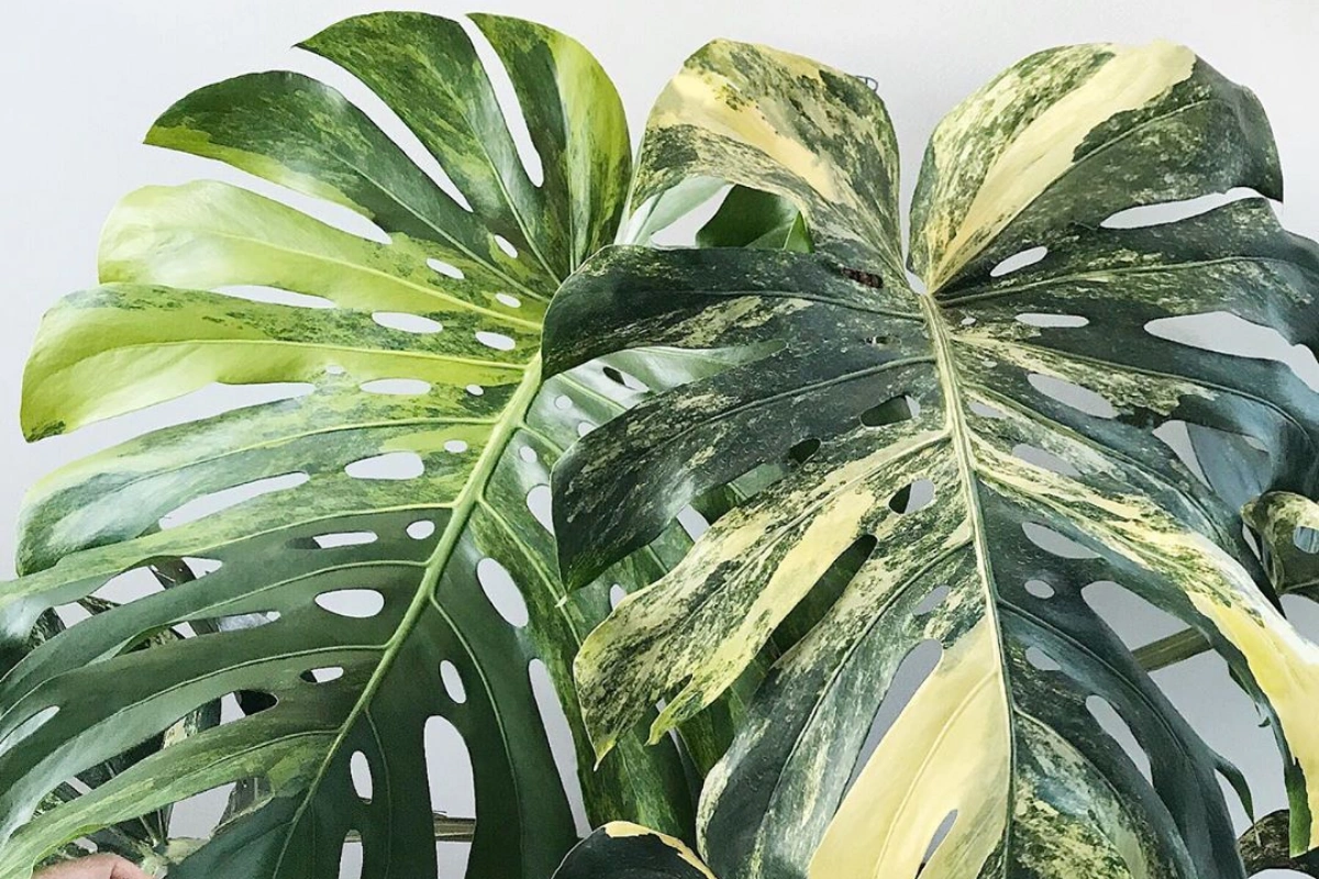 Monstera Deliciosa Variegata