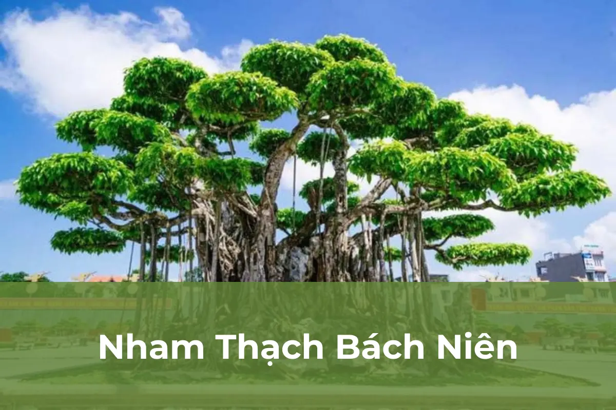 Nham Thạch Bách Niên - Cây cảnh đắt nhất Việt Nam số 1
