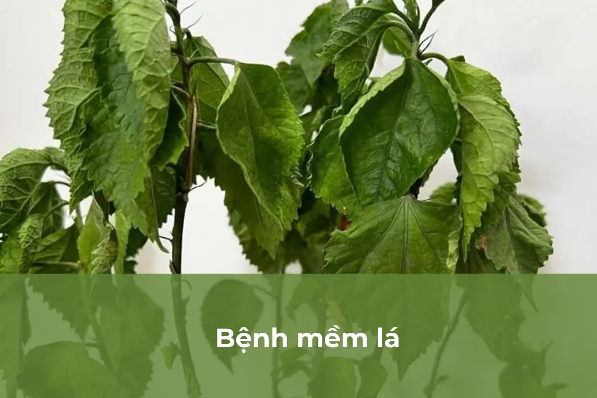 Mềm lá - Bệnh thường gặp số 3