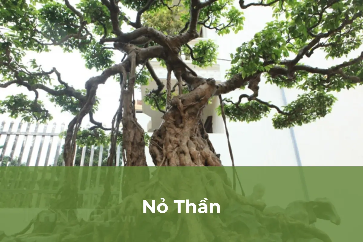 Nỏ Thần - Cây cảnh đắt nhất Việt Nam số 3
