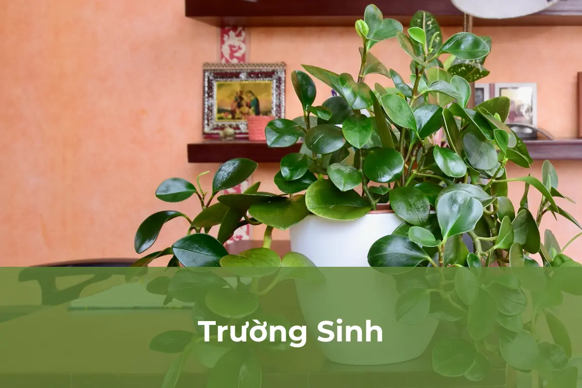 Trường Sinh - Cây cảnh an toàn số 4
