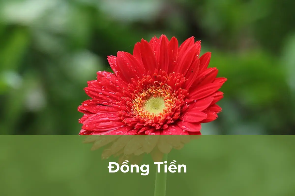 Đồng Tiền - Cây cảnh an toàn số 6