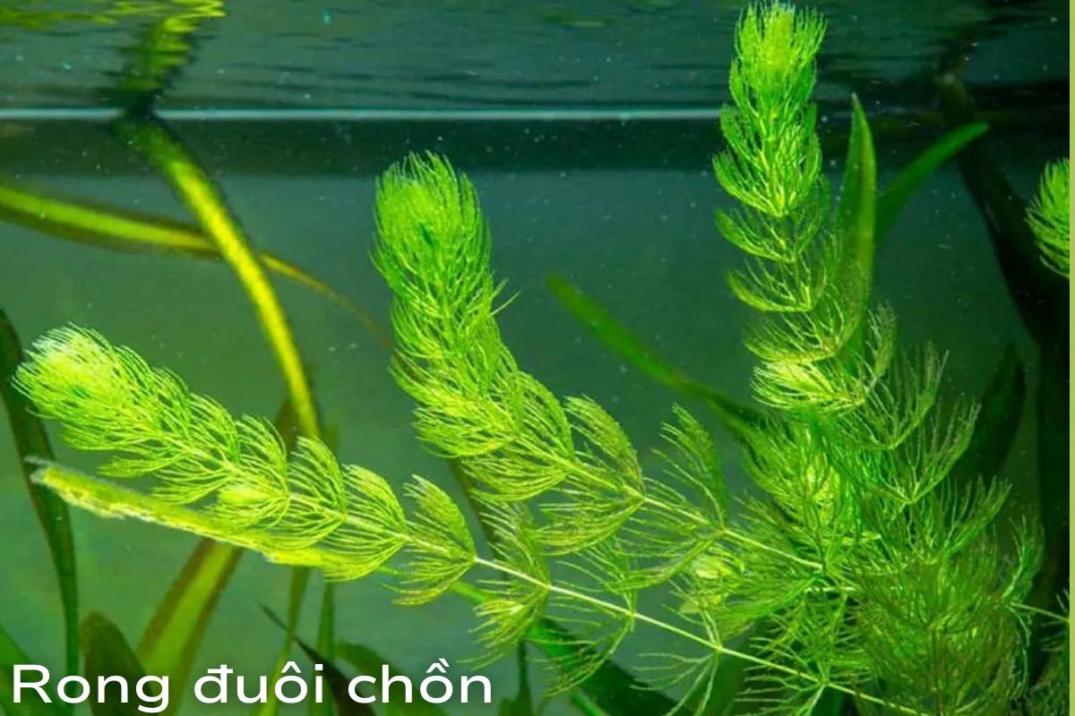 Rong đuôi chồn