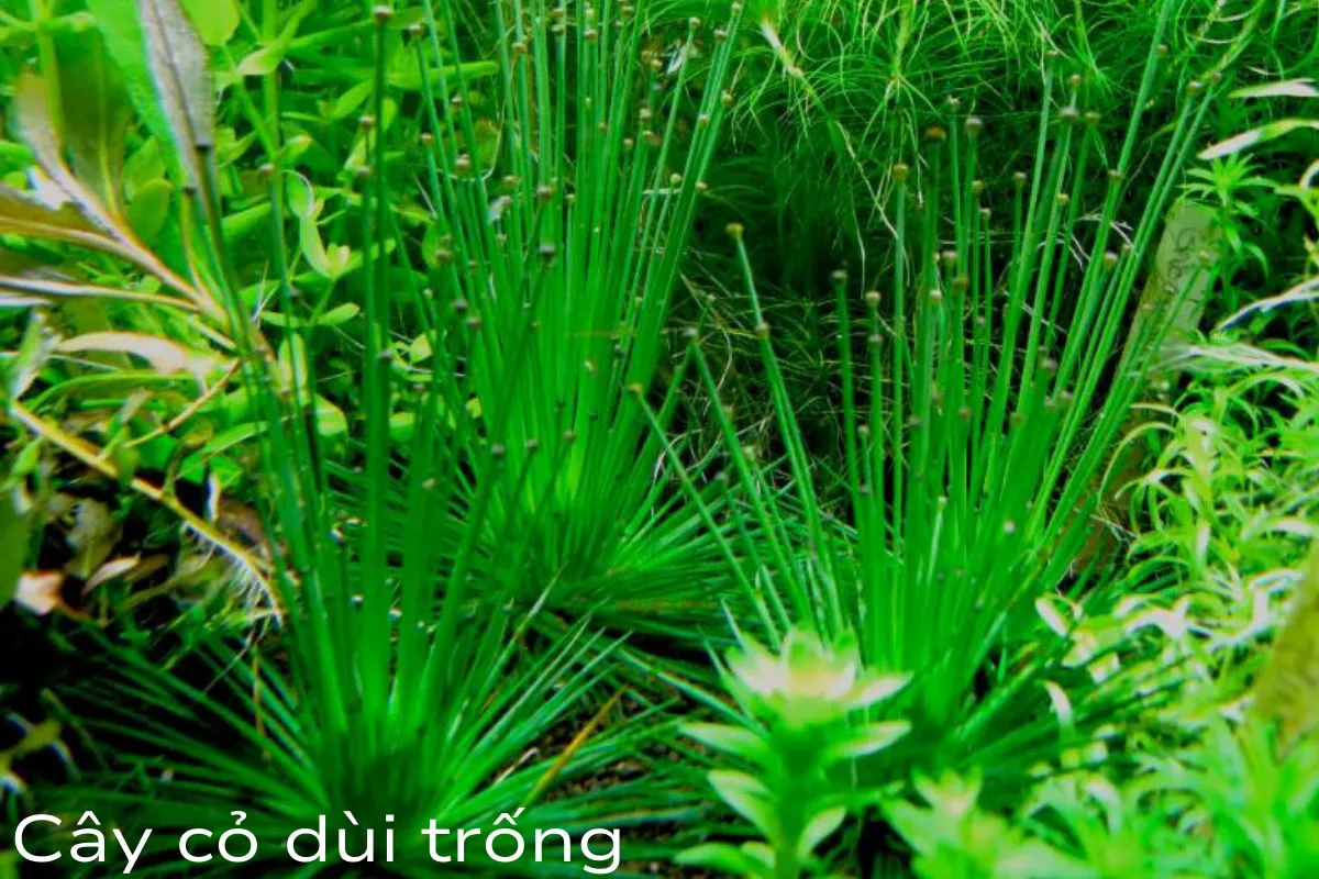Cây cỏ dùi trống
