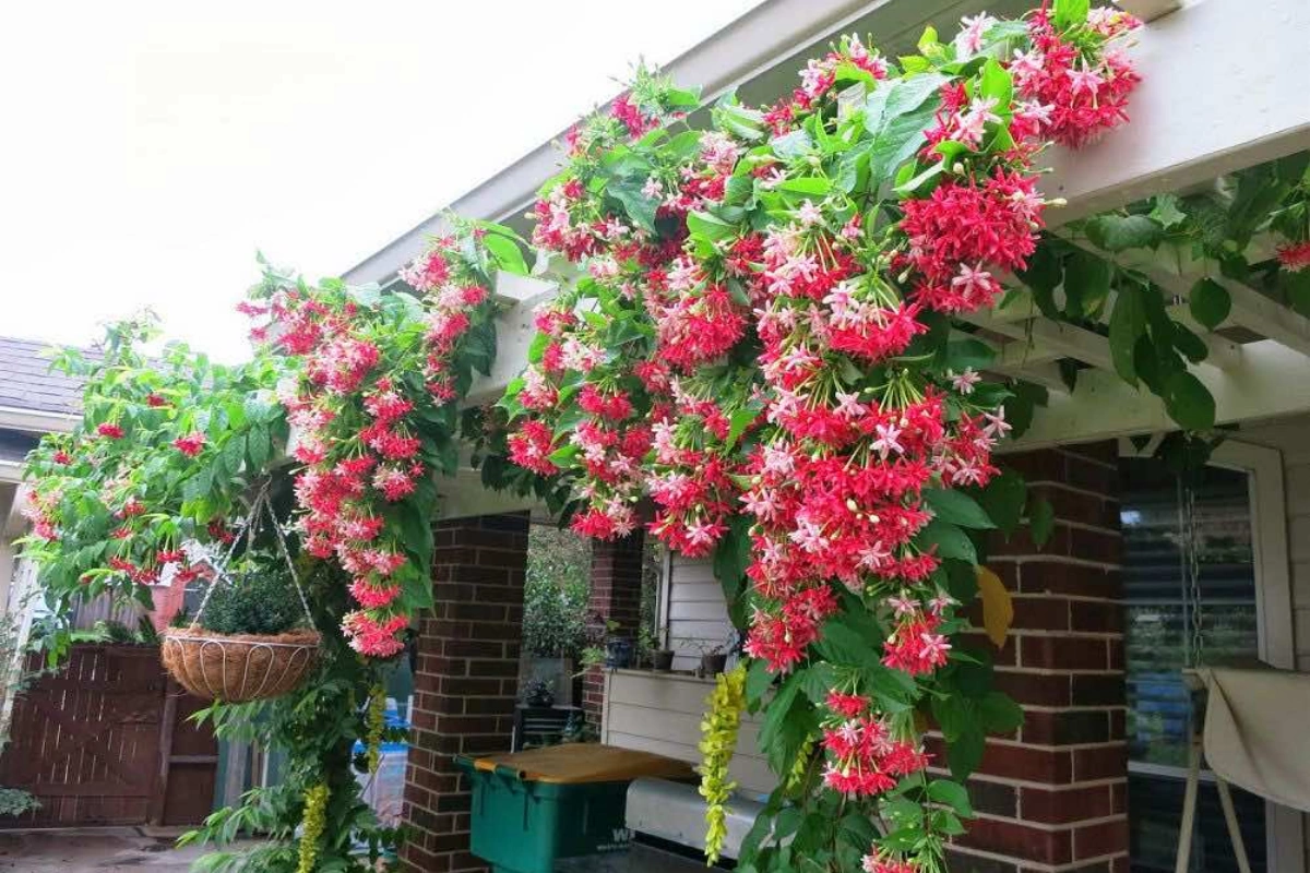 Với Hoa Sử Quân Tử, bạn có thể trồng ở ban công đầy nắng sẽ giúp che đi nắng nóng trong mùa hè gay gắt