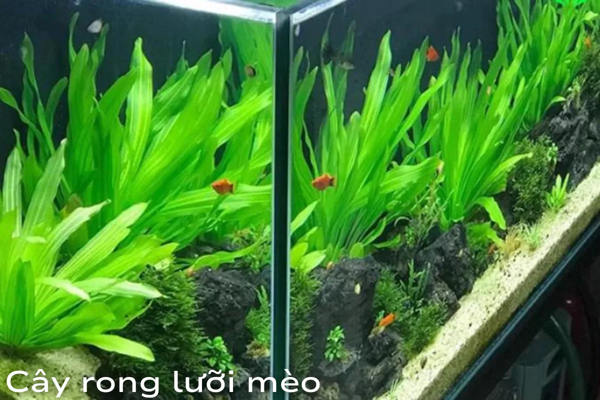 Cây rong lưỡi mèo