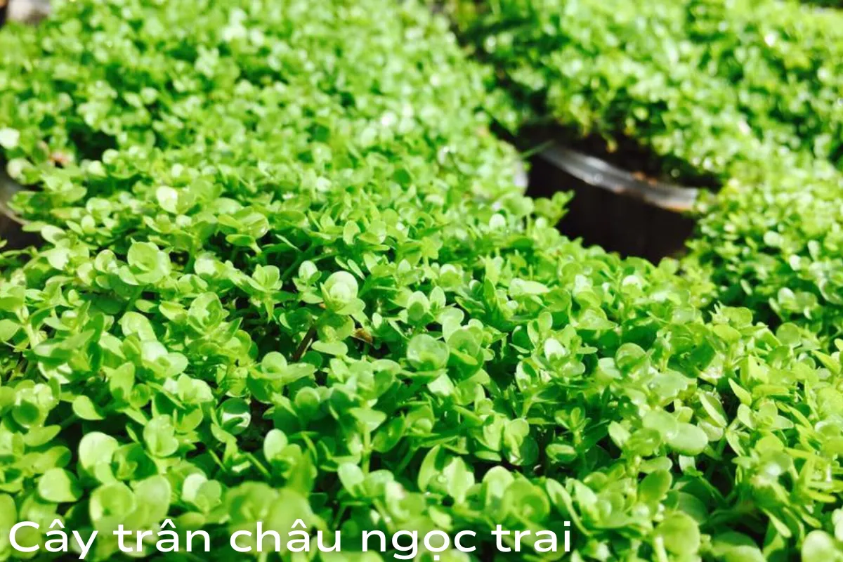 Cây trân châu ngọc trai