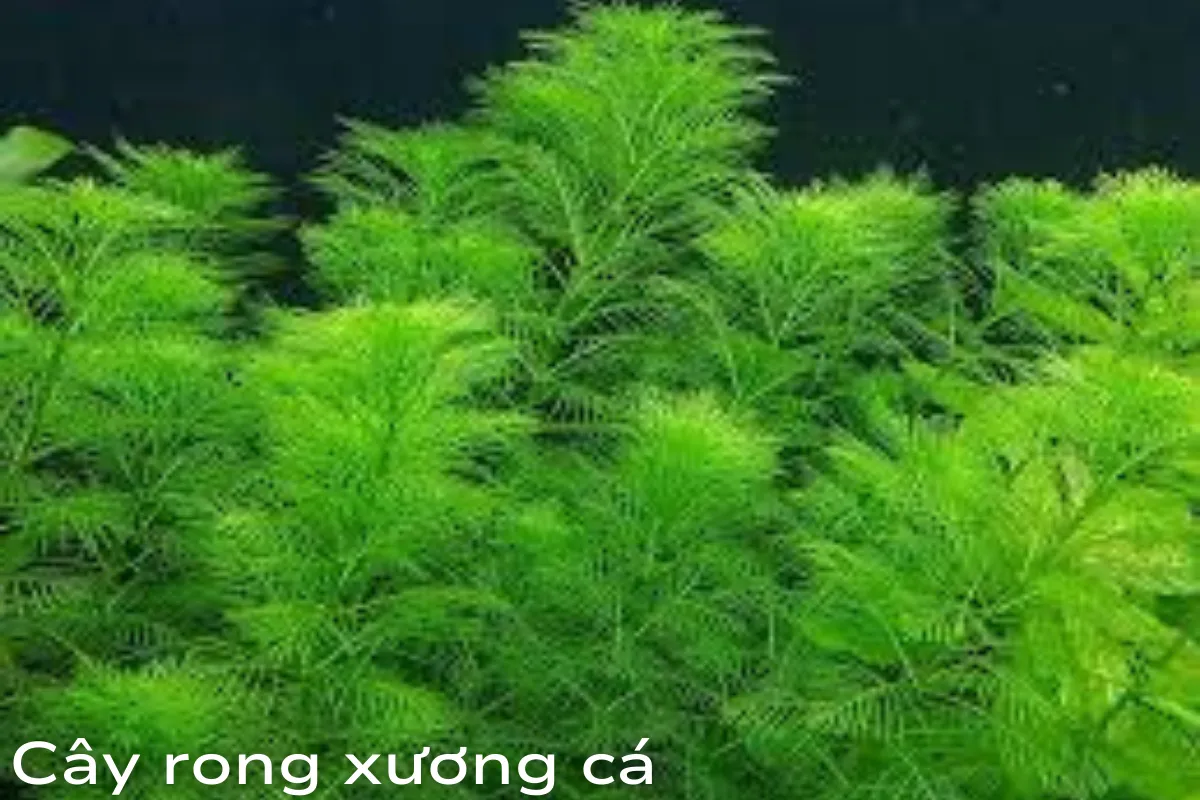 Cây rong xương cá