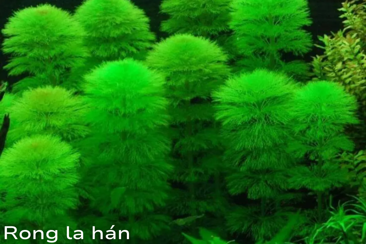 Rong la hán