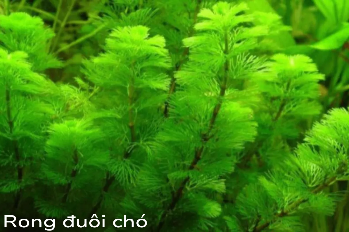 Rong đuôi chó