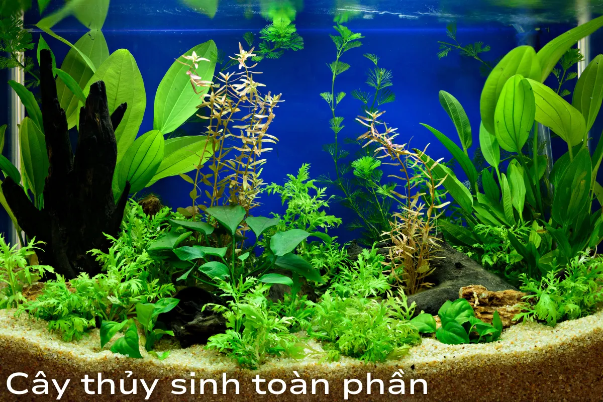 Phân loại