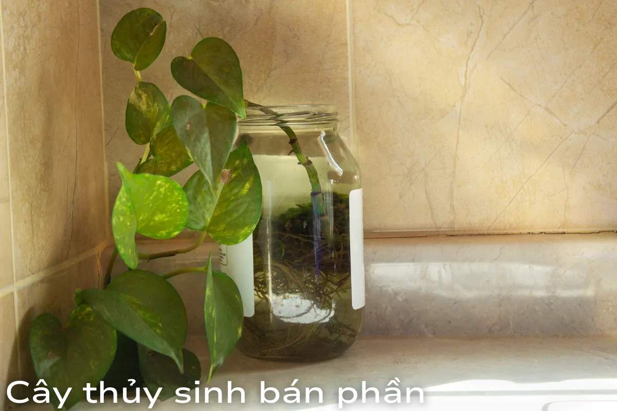 Phân loại