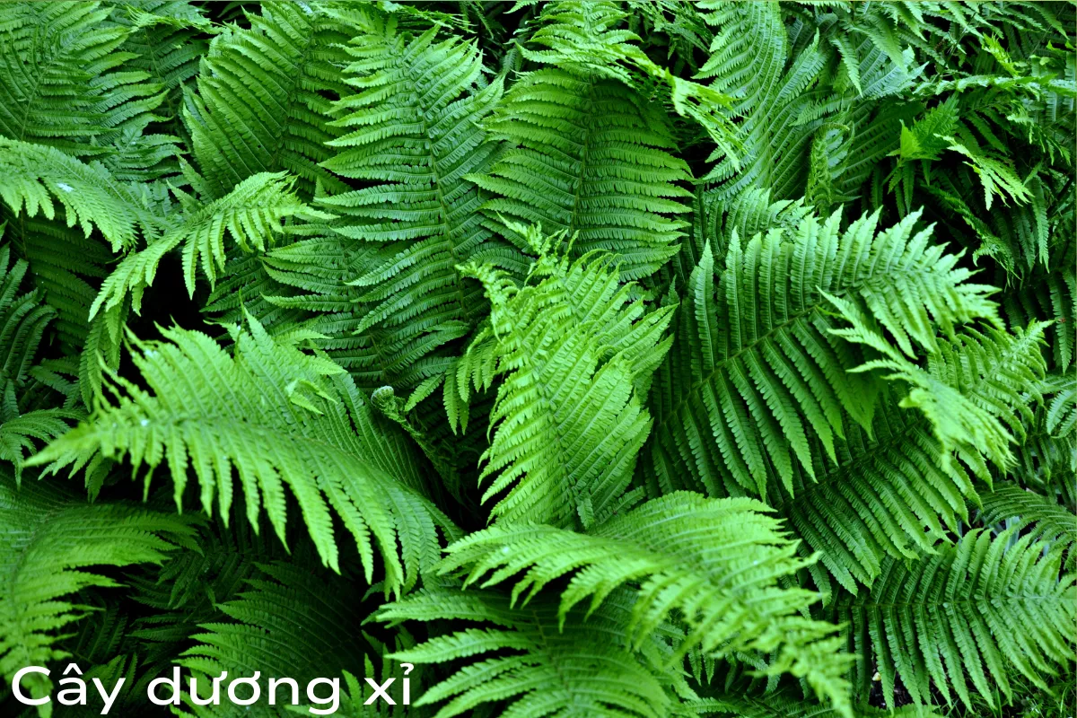 Cây dương xỉ