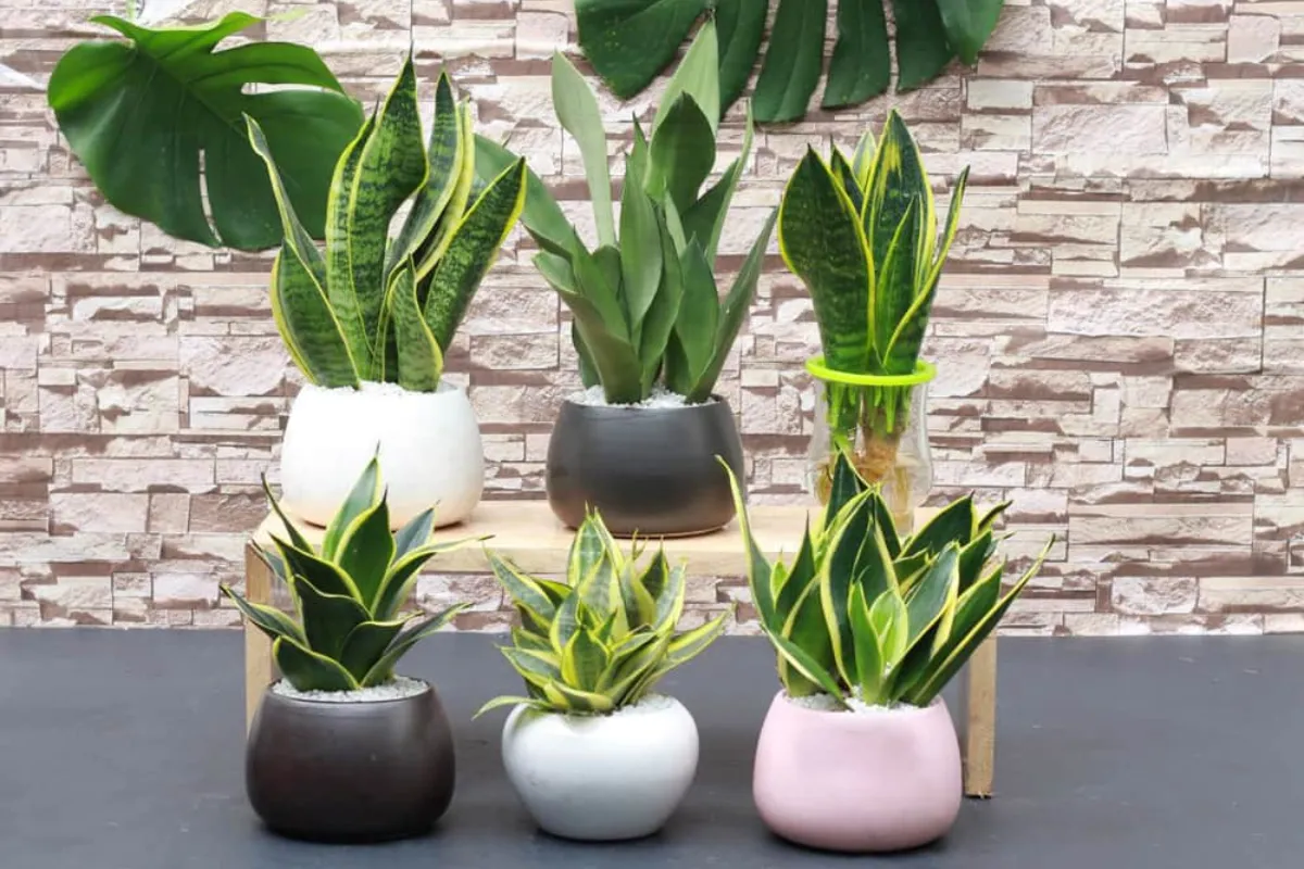 Những cây phong thủy mang lại sự hài hòa và thịnh vượng cho không gian sống
