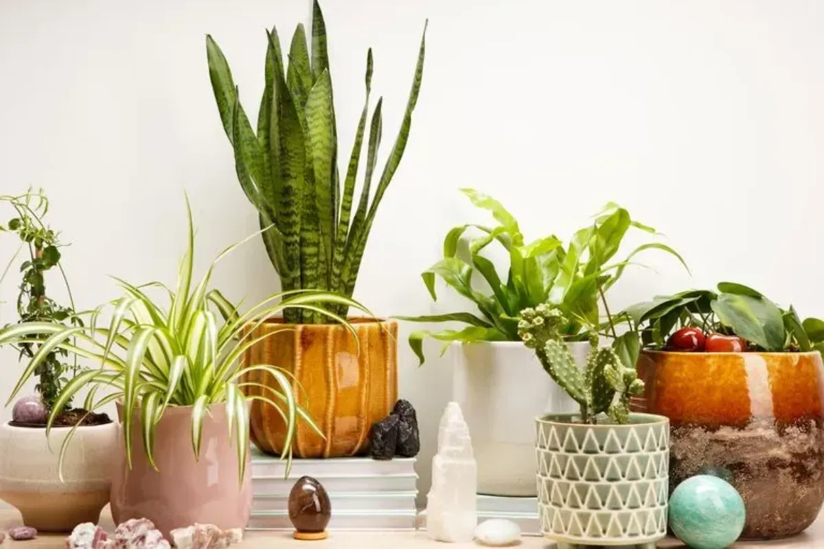 Tuổi Canh Thân và những cây phong thủy phù hợp