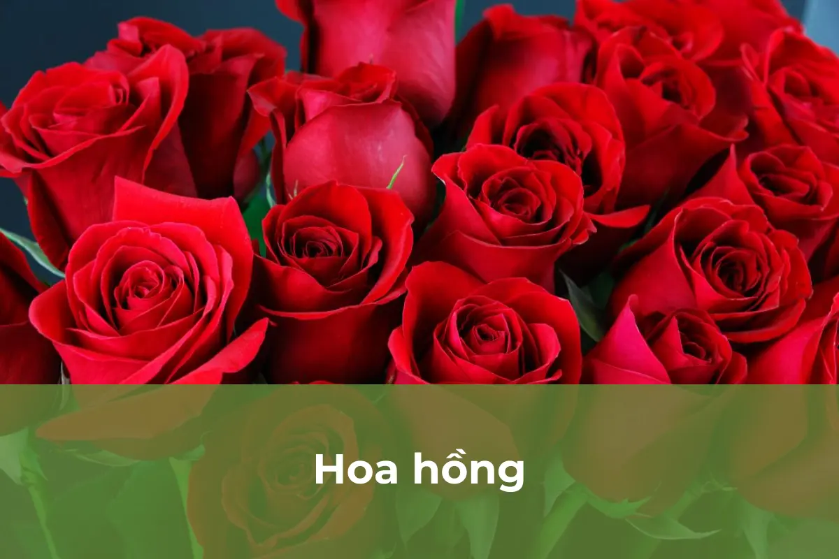 Hoa hồng