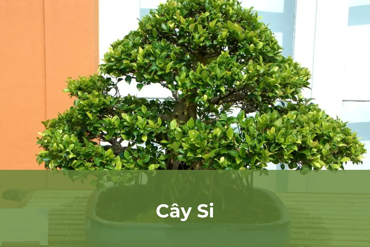 Cây Si nguy hiểm với người mắc bệnh hô hấp