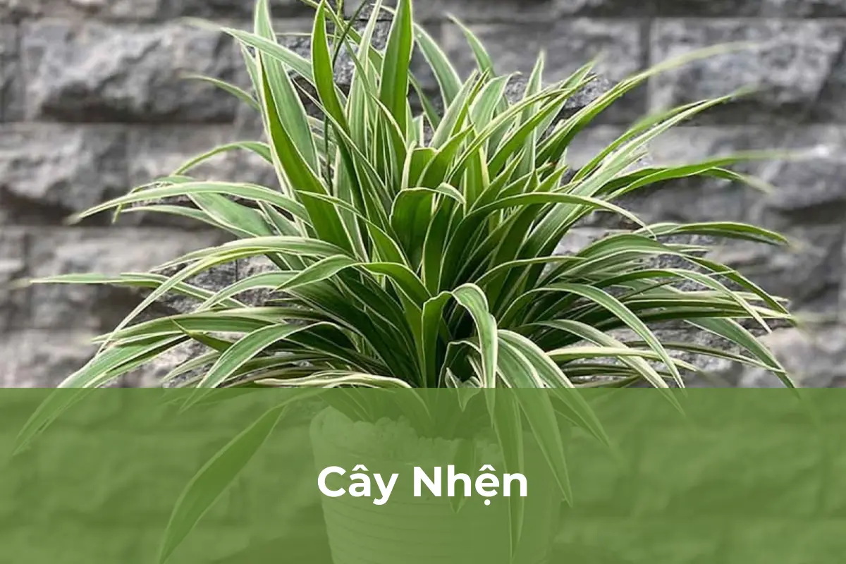 Cây Nhện - Cây ngăn nấm mốc số 2