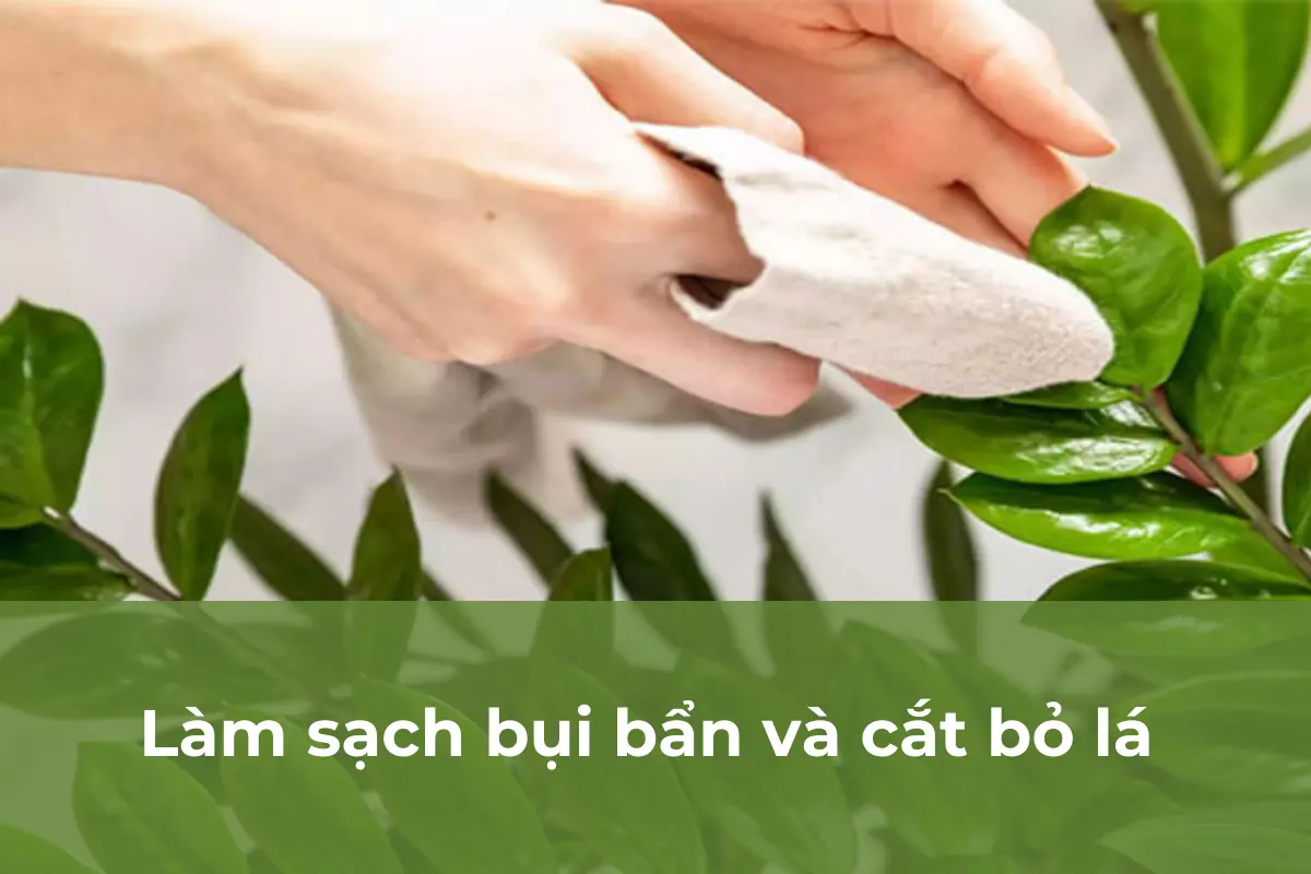 Làm sạch bụi bẩn và cắt bỏ lá