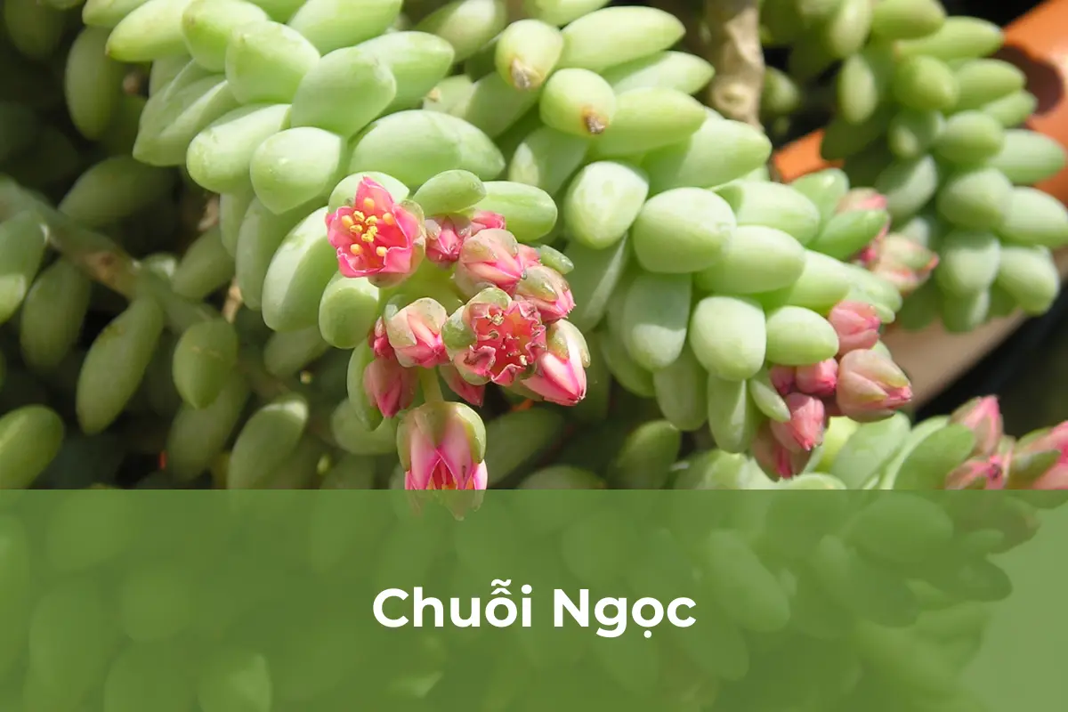 Chuỗi Ngọc - Cây cảnh độc lạ số 8