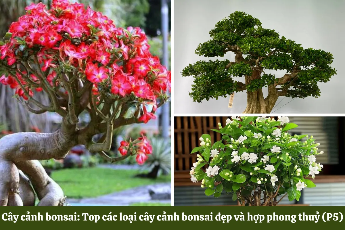 Cây cảnh bonsai đẹp và hợp phong thuỷ