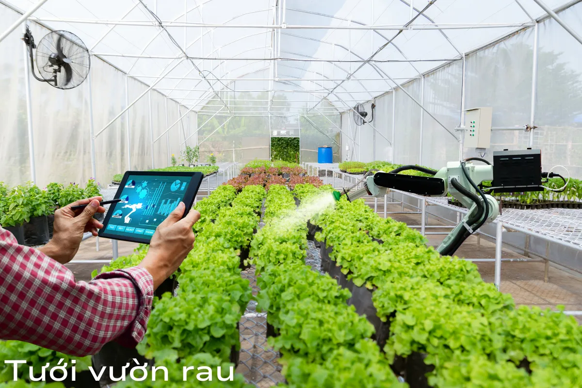 Tưới vườn rau