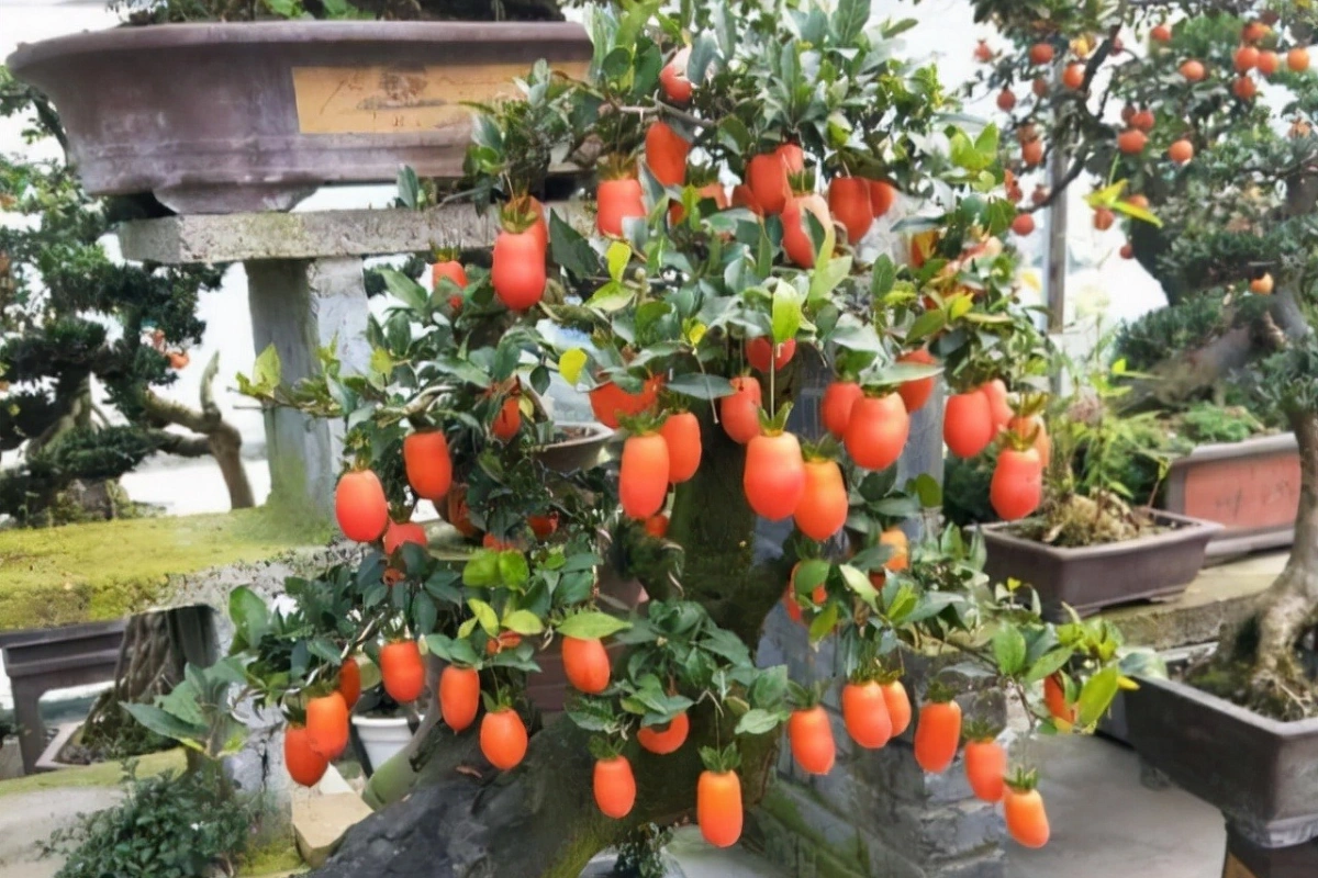 Hồng đá là cây cảnh bonsai có giá trị làm cảnh cao và có ý nghĩa phong thủy tốt lành rất được ưa thích.