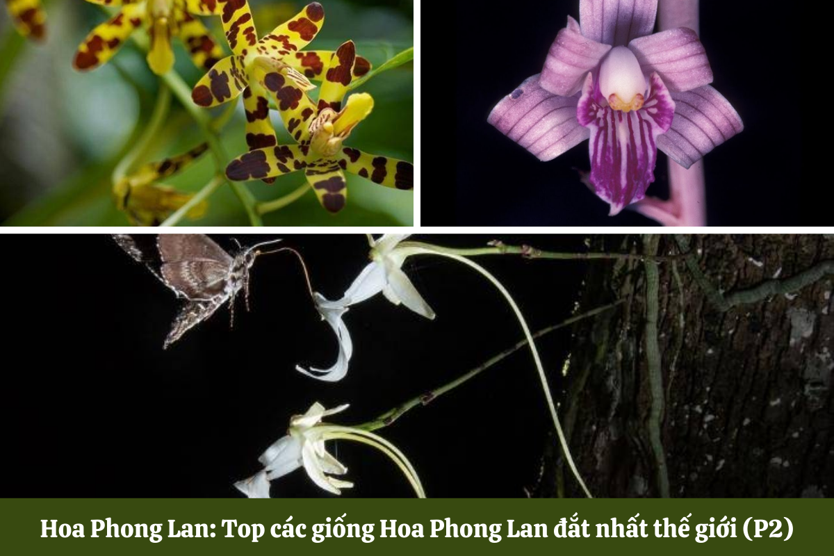 Hoa Phong Lan đắt nhất thế giới