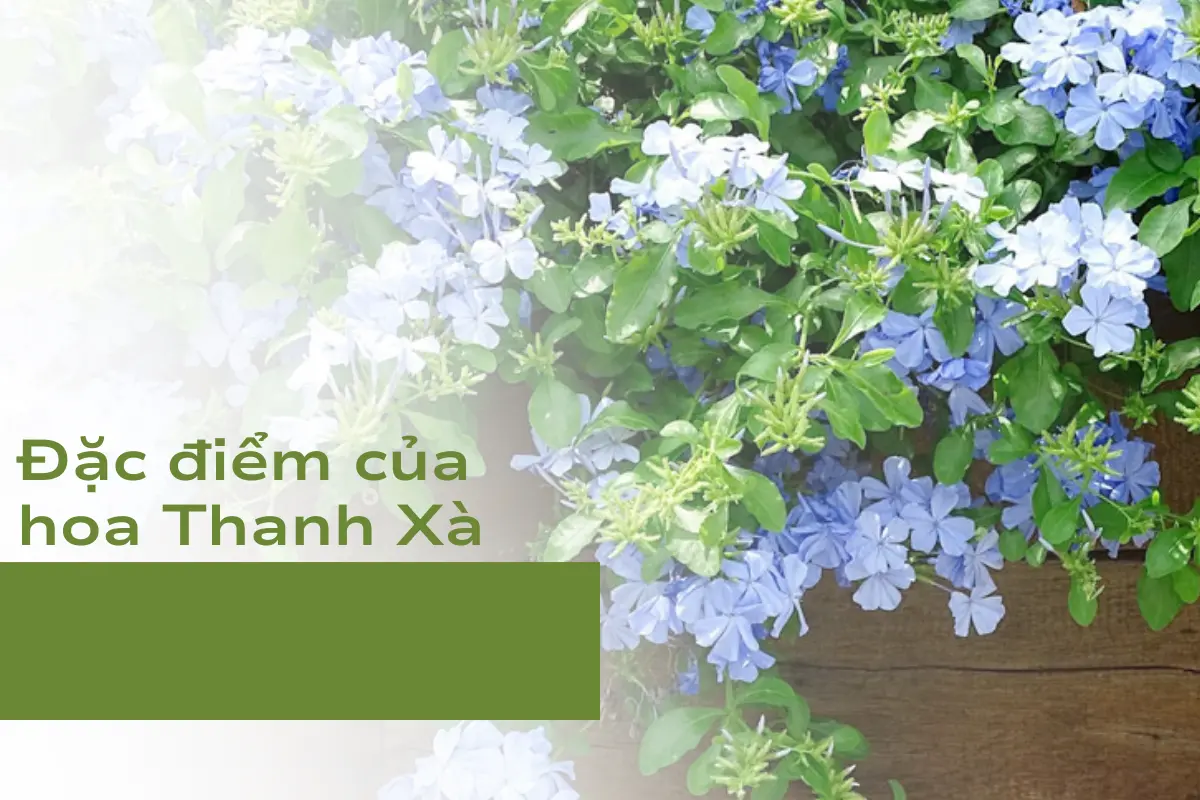 Đặc điểm của hoa Thanh Xà