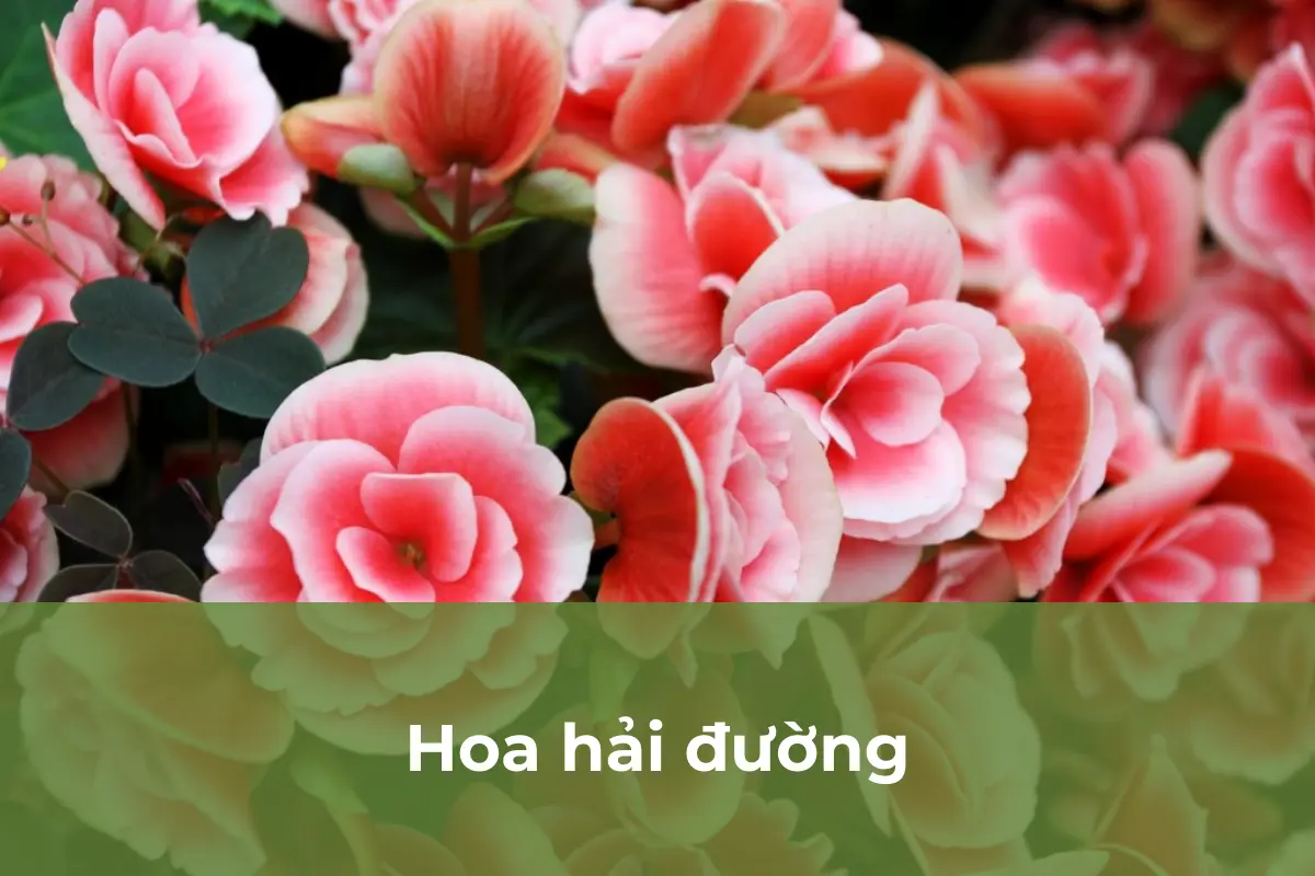 Hoa hải đường - Cây hoa phù hợp trồng vào mùa thu