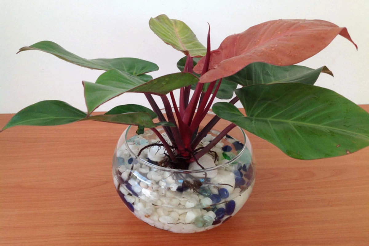Cây Trầu Bà Đế Vương Đỏ là dạng cây thân thảo dạng leo