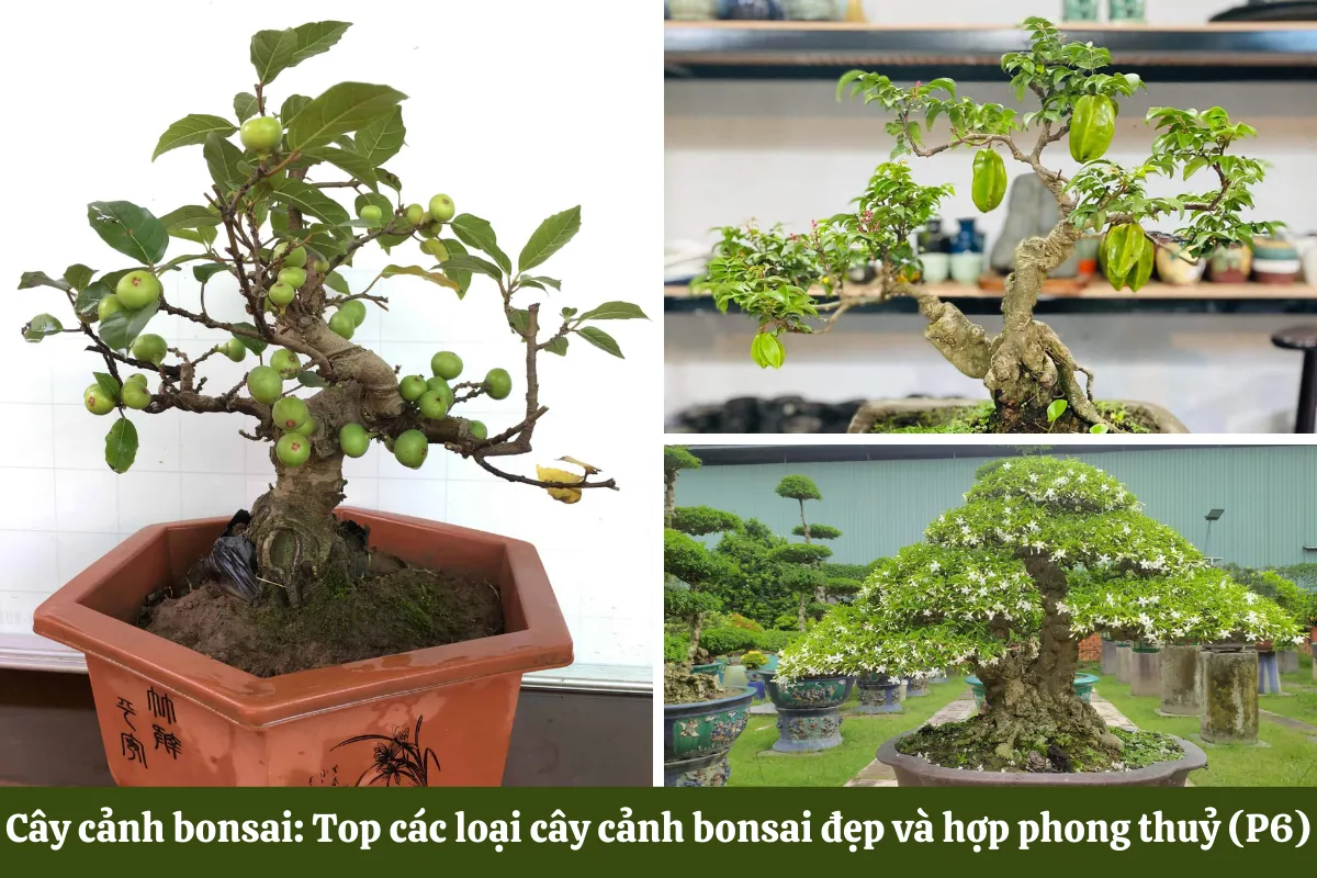 Cây cảnh bonsai đẹp và hợp phong thuỷ
