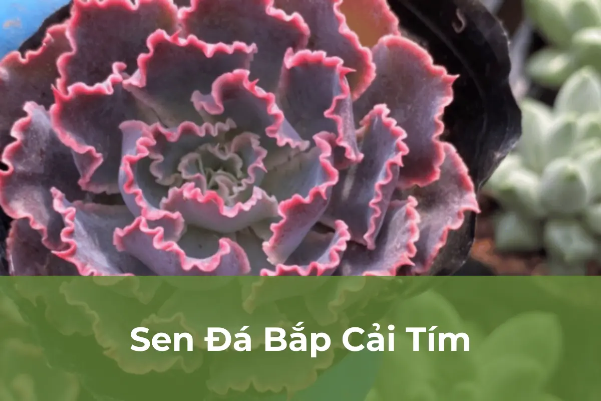 Sen Đá Bắp Cải Tím