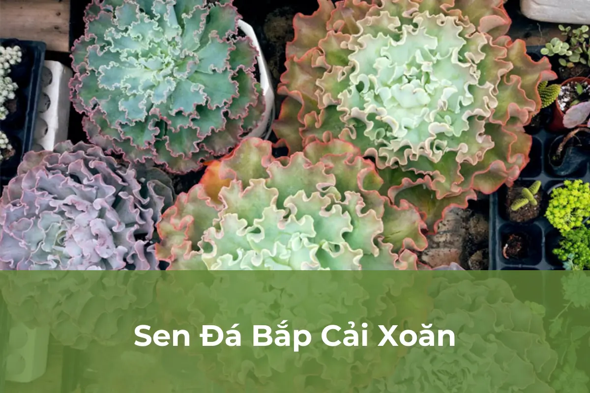 Sen Đá Bắp Cải Xoăn