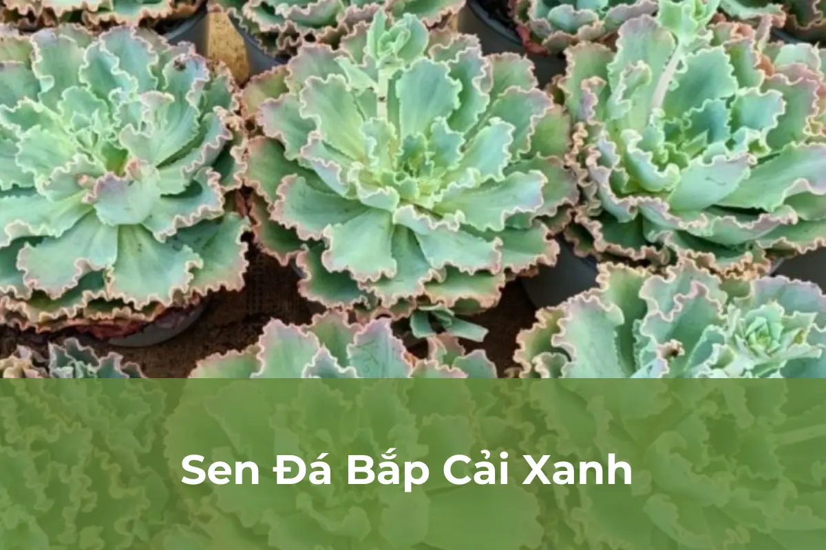 Sen Đá Bắp Cải Xanh