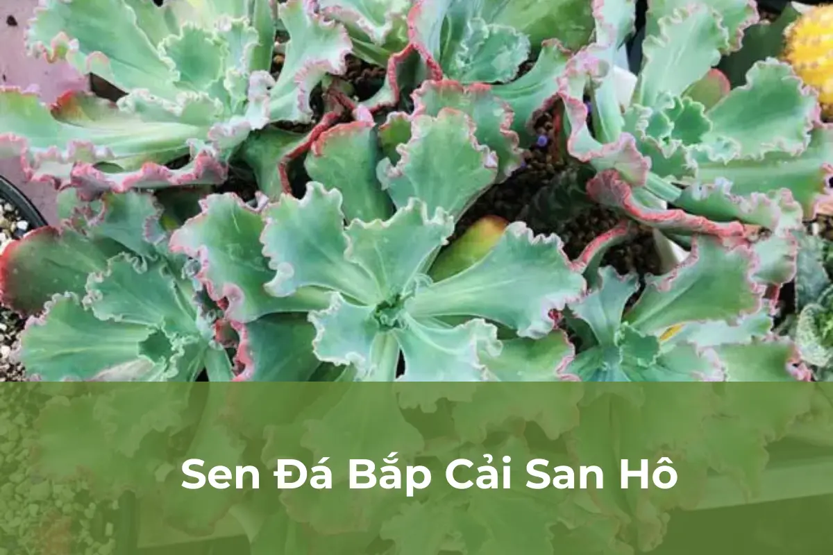 Sen Đá Bắp Cải San Hô
