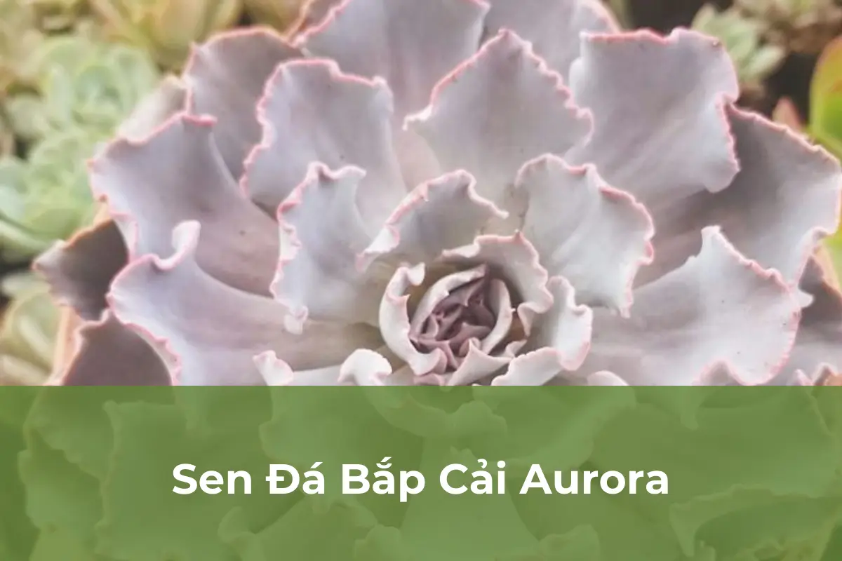 Sen Đá Bắp Cải Aurora