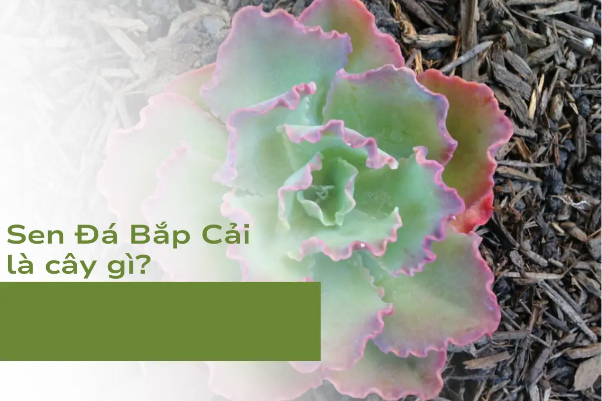 Tên khoa học và nguồn gốc của cây