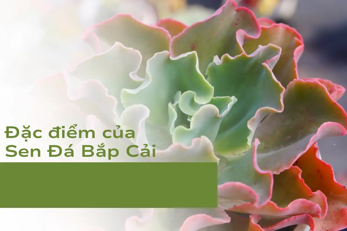 Đặc điểm của cây