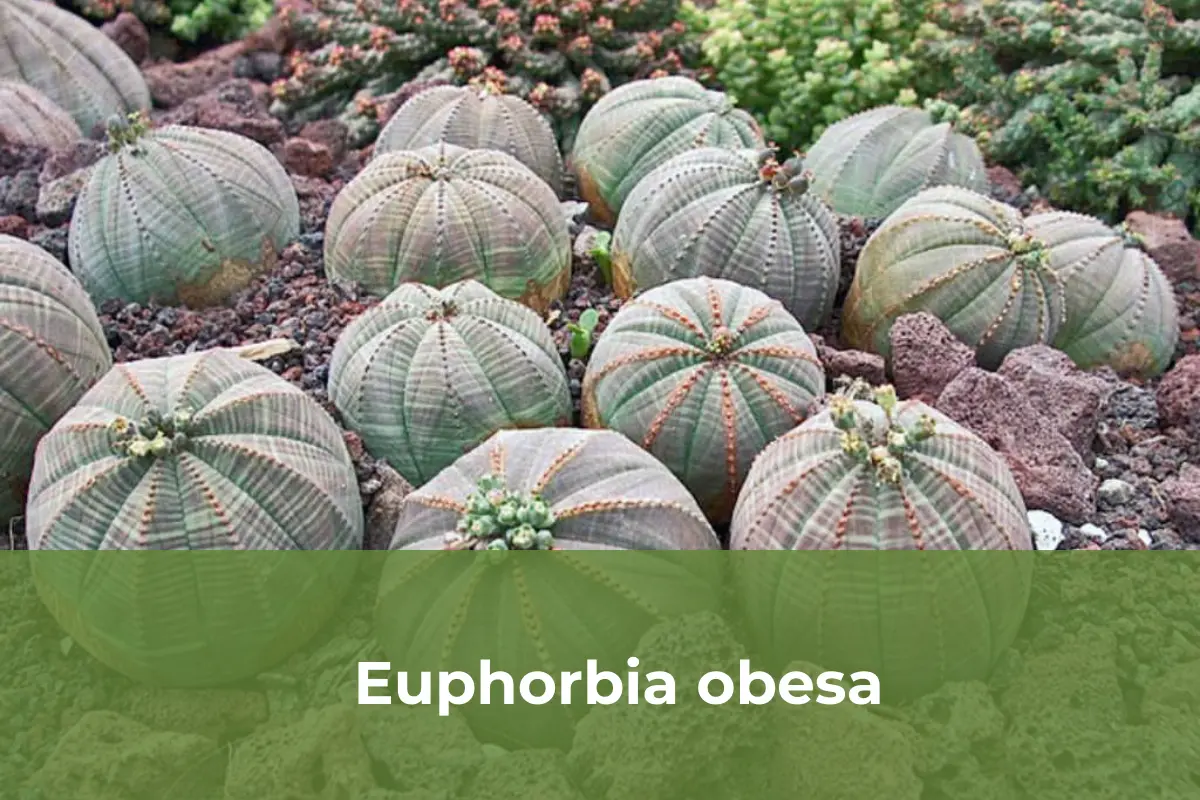 Euphorbia obesa - Cây cảnh độc lạ số 3